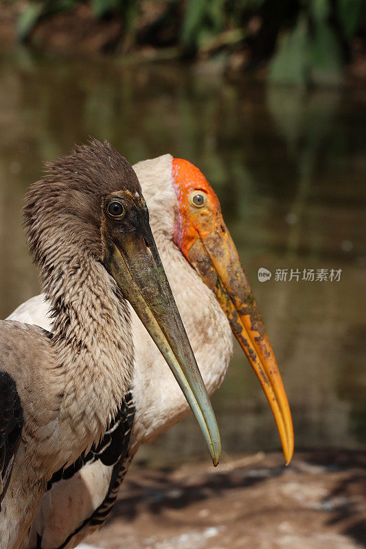 一对彩鹳(Mycteria leucocephala)的图像，成年鸟白色和黑色的羽毛，橙色的头和喙，棕色的成年鸟，晴天，热带气候，水背景，大头照，重点在前景